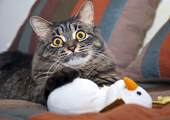 开云官网APP下载-世界马术锦标赛中国选手夺得佳绩，进入前十，马术全国锦标赛