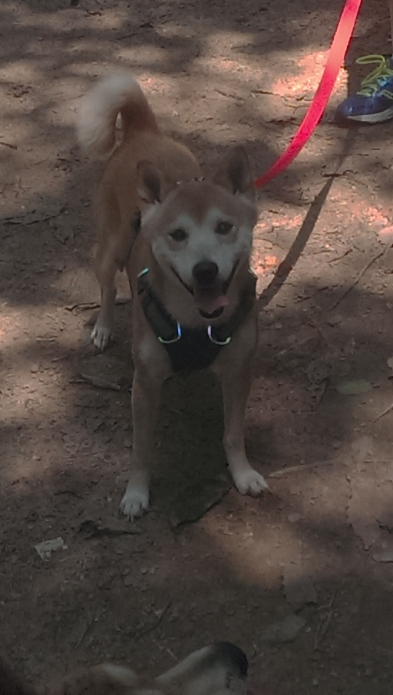 史上最“燃”绝杀瞬间:每一球都让人心跳加速,绝杀集锦